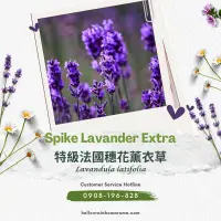 在飛比找蝦皮購物優惠-SC-3207，Spike Lavander Extra，特