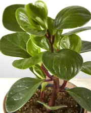 Peperomia Red Canon in Sand Finish Pot (120mm)