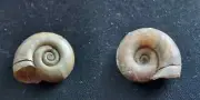 #0053 Helisoma Trivolvis Macrostomum Whiteaves 22.8mm f. water Marsh snail shell