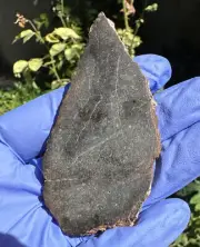 meteorite::NWA 14261:Weight 24.339 Grams:Rare Black Clasts Are Visible.