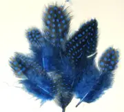 Spotted Guinea Hen Feathers 1-4" Body Plumage ROYAL BLUE dyed 1/4 oz bag