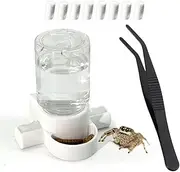 Jumping Spider Accessories -1 BAI