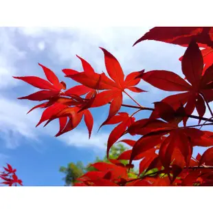 日本紅楓、紅猩猩品種、紅楓樹、紅楓盆栽&1米5高｜松雅園