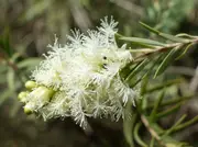 Buy Melaleuca Snow in Summer Tree (Melaleuca linariifolia)