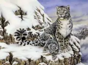 Alpine Royalty (Snow Leopards) Paint by Number Age 8+ (11.25"x15.375")