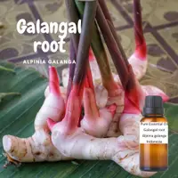 在飛比找蝦皮購物優惠-100% 大高良薑 純精油 Galangal pure es