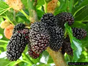 Dwarf Mulberry Tree Black Fruit Trees (Morus nigra)