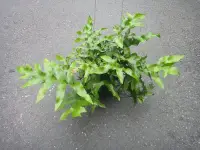 在飛比找Yahoo!奇摩拍賣優惠-芳草園－蕨類植物「海岸擬佛蕨」盆栽