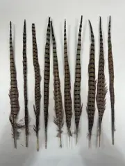 Natural Ringtail PHEASANT Tail Feathers lot of 10 20-22" long
