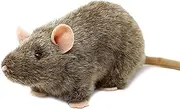 TigerHart Reuben The Rat - 7 Inch Stuffed Animal Plush Mouse