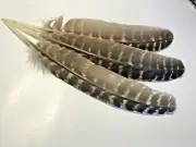 3pcs Natural Barred Wild Turkey Wing Feathers Large 27-29cm DIY Smudge Fan Quill