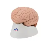 3B Scientific Human Brain Model, 4 part Anatomical Model Anatomy C16 New