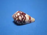 Conus mercator f. reticulatus (von Born, 1778) "VARIANT;MERCATOR" (29.3mm)