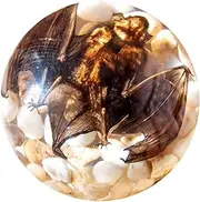 Spider Specimens, Resin Animal Taxidermy Paperweights Kit, Real Hemisphere Taxidermy for Craft Ornament Decoration (Bat)