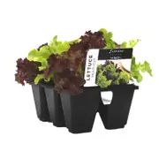 6 Cell Lettuce Multi Cut Mix - Lactuca sativa - Fusion Vegetable Range