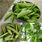 Pea (Sugarsnap) - Bon seeds