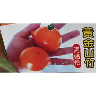 心栽花坊-黃金山竹阿恰恰/4吋/水果苗/售價3000特價2400