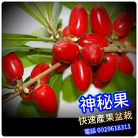 在飛比找蝦皮商城精選優惠-神秘果 神密果盆栽 在我們台灣，南、北、平地、山裡、不但種農