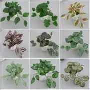 Accessories Artificial Plants Bonsai Simulation Greenery Desktop Ornament