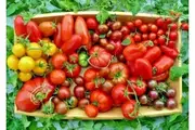 TOMATO 'Heirloom Mix' seeds - Standard packet (see description for seed quantity)