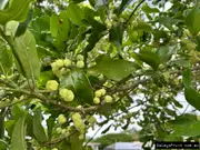Buy Lemon Aspen Rainforest Trees (Acronychia acidula)
