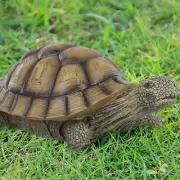 Simulation Garden Turtle Decorative Resin Crafts, Suitable For Lawn Decoration