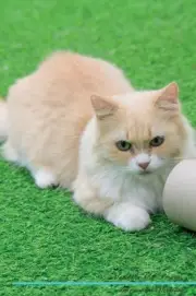 Munchkin Cat Affirmations Workbook Munchkin Cat Presents - 9781526972125