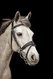 Equipride Working Hunter Bridle with Quick Release Snap Hooks Removable Flash (Cob, Brown)