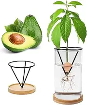 Plant Germination Kits,Avocado Tree Growing Kits, Avocado Growing Vase Wooden Base Avocado Seed Starter Vase Glass Plant Pot Easy Seed Sprout Starter Home Office Table Decoration (Black-1)