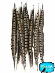 50 Pieces - 14-16" NATURAL Lady Amherst Pheasant Tail Wholesale Feathers (bulk)