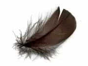 80 Feathers - Brown Goose Coquille Loose Plumage Halloween Wedding Supply Art