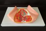Female Perineal Anatomical Model - Medical Skeleton Genecology Anatomy