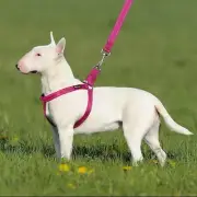 Small Plutus Step in Dog Harness Reflective, Adjustable & Secure Ships Free. DC