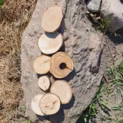 Wooden Log Discs #11 Wood Slices 2-11cm Round Wedding Coasters Saw cuts for DIY