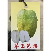 在飛比找蝦皮購物優惠-翠玉芭樂 全無子品種 金賀呷芭樂 無子芭樂 脆甜 無籽 翠玉