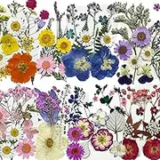 REGODI 96pcs Dried Pressed Flower Leaves for Crafts, Natural Dry Pressed Flowers & Leaves for DIY Art Crafts Jewelry Making, Resin Molds Candle Soap Phone Cases.
