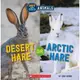 Desert Hare or Arctic Hare (Hot and Cold Animals)/ Eric Geron 文鶴書店 Crane Publishing