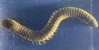 2.9" Real Millipede in Clear Lucite Resin Science Education Display Specimen