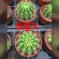 在飛比找Yahoo!奇摩拍賣優惠-花花世界_多肉植物*金盛丸仙人掌*/3吋盆/單株/高5cm/