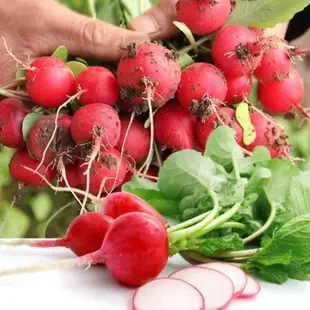 四季五彩櫻桃蘿蔔種子 紅黃紫綠白皮高產嫩脆陽台盆栽蔬菜種子 四季種植