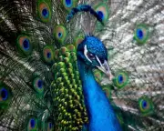 Paint by Numbers Kit by Violet Van Gogh "Polished Peacock" 16x20 Canvas