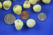 Yellow Land Snail Shells, Quality Inspected, 1/2 - 3/4"+, SS-70