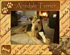 Airedale Terrier Laser Engraved Wood Picture Frame (5 x 7)