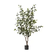 [James Lane] Eucalyptus Tree - 100cm x 100cm x 180cm