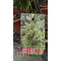 在飛比找蝦皮購物優惠-喬木  圓葉油杉  4.5吋盆高15-20cm樹型優美【花花