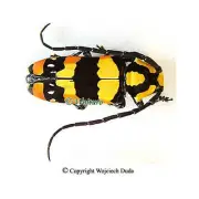 Tragocephala mima - female, Beautiful and rare!