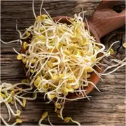 Fenugreek Seeds (Sprout)