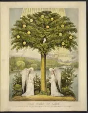 The tree of life which bare twelve manner of fruits.--Rev. ch. XXII,2, Dove