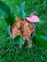 Natural Coconut Husk Orchid Anthurium Oaket Growing Media Fiber Coco Coir Organi