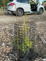 Black Barrier Mesh 1.3m tall Protect garden beds tree temporary animal fencing